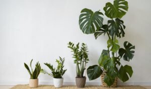 indoor-plants-studio (1) ilustrasi tanaman hias (Freepik)