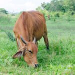 Jelang Idul Adha 2026, Ini Estimasi Harga Sapi Kurban dan Jenisnya
