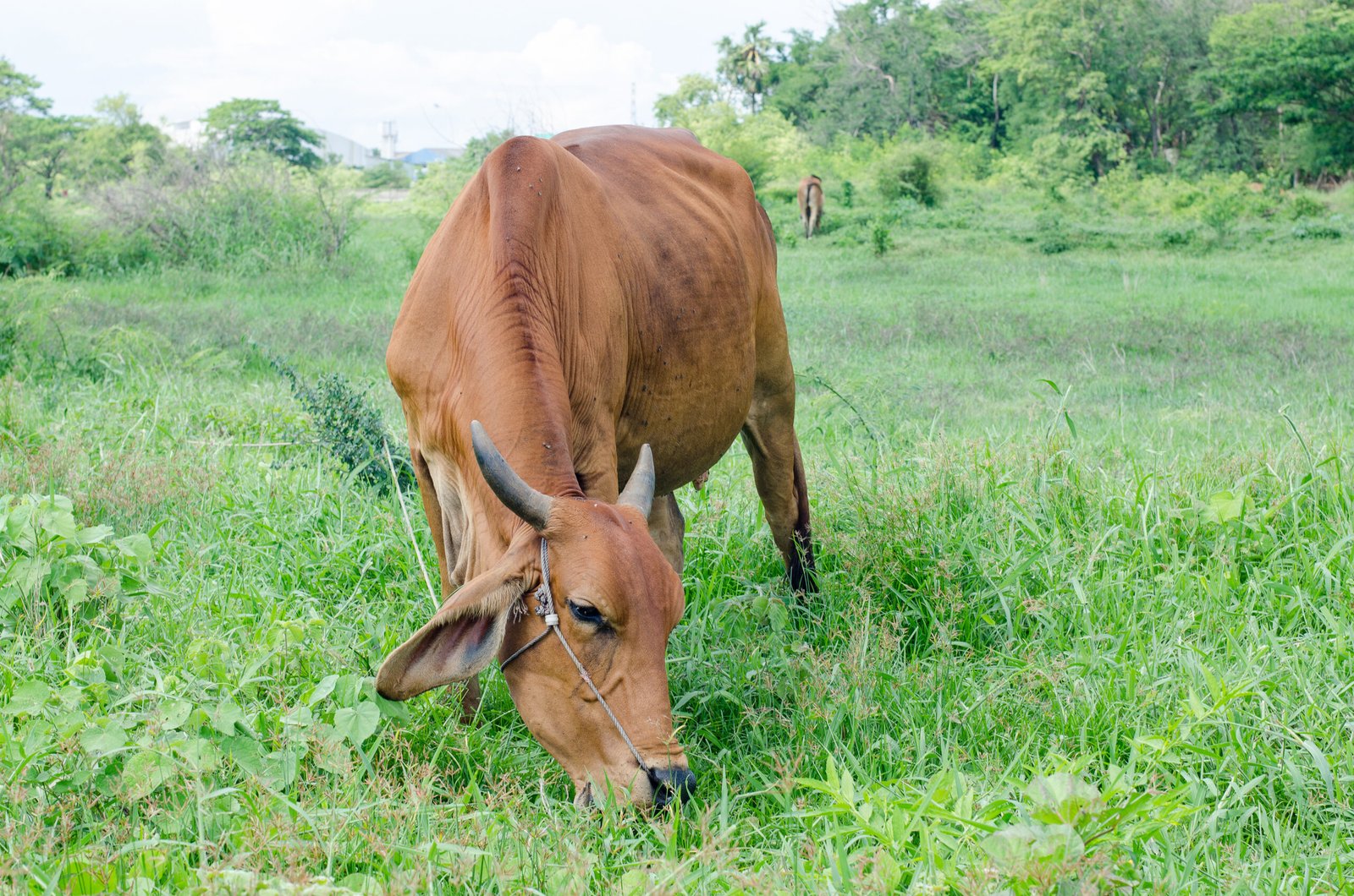 Jelang Idul Adha 2026, Ini Estimasi Harga Sapi Kurban dan Jenisnya
